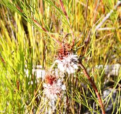 Serruria phylicoides