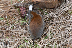 Craseomys rufocanus