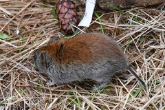 Craseomys rufocanus