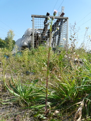 Erigeron acris serotinus