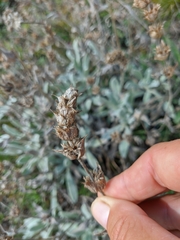 Sideritis catillaris