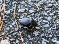 Scarabaeinae