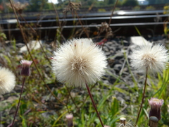 Erigeron acris serotinus