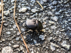 Scarabaeinae