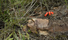 Cyrtanthus staadensis