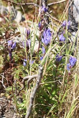 Gentiana triflora