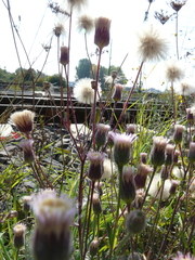 Erigeron acris serotinus