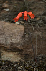 Cyrtanthus staadensis