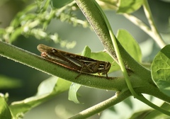 Schistocerca serialis cubense