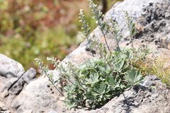 Artemisia lagocephala