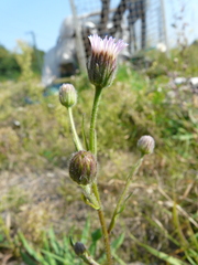 Erigeron acris serotinus
