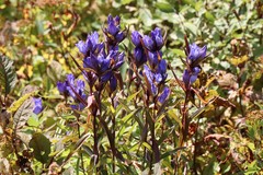 Gentiana triflora