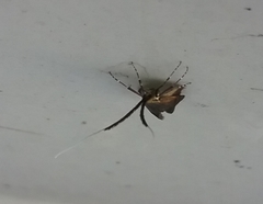 Adela caeruleella