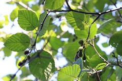 Alnus mandschurica