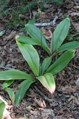 Clintonia udensis