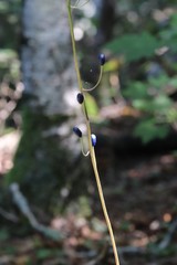 Clintonia udensis