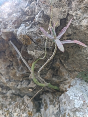 Euphorbia petrophila