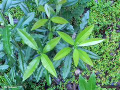 Caldcluvia paniculata