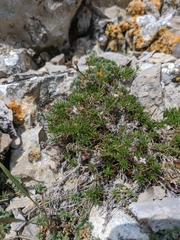 Asperula supina caespitans