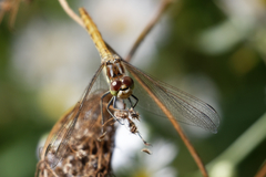 Sympetrum vulgatum