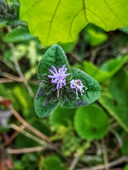 Elephantopus tomentosus