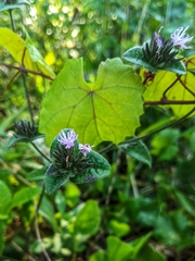 Elephantopus tomentosus