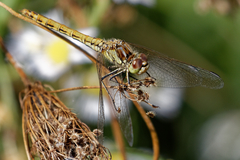 Sympetrum vulgatum