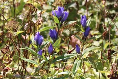 Gentiana triflora