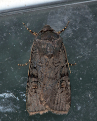 Euxoa velleripennis