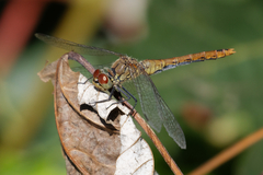 Sympetrum sanguineum