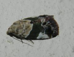 Acontia