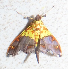 Agrotera citrina