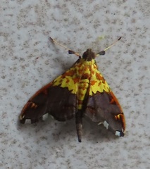 Agrotera citrina