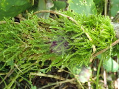 Eurhynchium angustirete