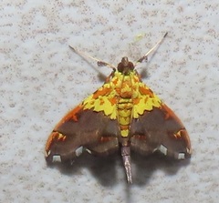 Agrotera citrina