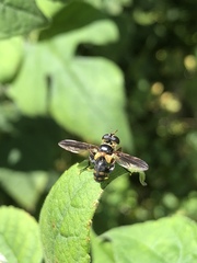 Trichopoda plumipes