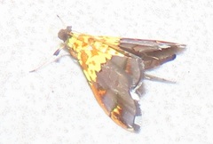 Agrotera citrina