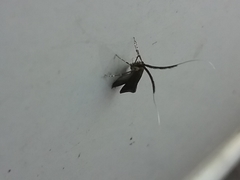 Adela caeruleella