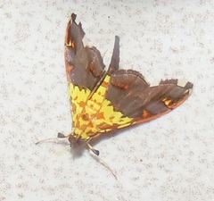 Agrotera citrina