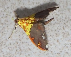 Agrotera citrina