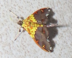 Agrotera citrina