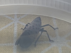 Lycorma delicatula