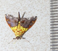 Agrotera citrina
