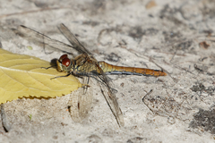 Sympetrum sanguineum