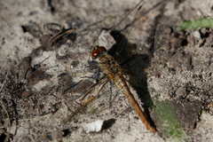 Sympetrum sanguineum