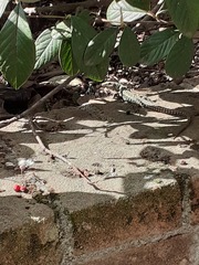 Podarcis muralis