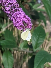 Pieris rapae
