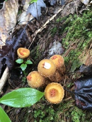 Calostoma ravenelii ravenelii