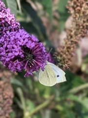 Pieris rapae