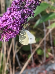 Pieris rapae